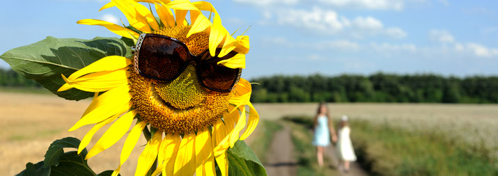 kids and sunflowers walking