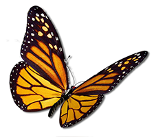 monarch butterfly